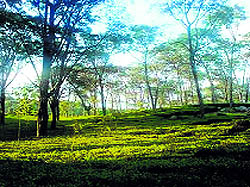 A tea garden in Palampur.