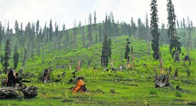 The forest around the Tosa Maidan firing range in Budgam district.