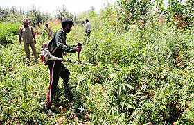 A government employee destroys illegally cultivated cannabis on a patch of land at Dupatyar in Anantnag district. The cultivation of cannabis is banned under the state law.