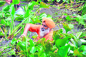 Environmentalist Balbir Singh Seechewal cleans Chhota Drain near Jalandhar on Tuesday. 