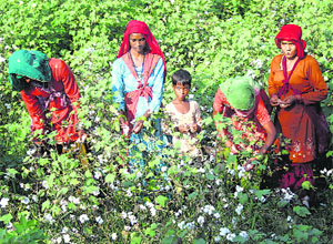 Adampur is the hub of cotton in the state. 