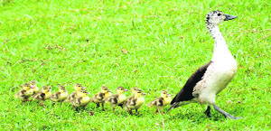 A mother comb duck leads her disciplined brood on the cricket ground of St Johns School in Sector 26, Chandigarh, on Friday.