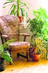 Create a cozy look by combining an antique furniture piece with green plants