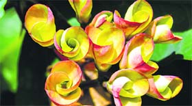 Euphorbia blooms can light up your garden