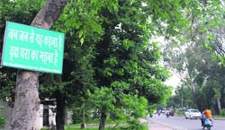 A display board on a tree on the McLeod road asks people to value trees but the Amritsar Improvement Trust is all set to axe over 398 trees in the same area for widening of a road in the city. Photo: RK Soni