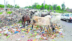 Cows feed on a garbage dump on the main byepass road in Faridabad on Saturday.