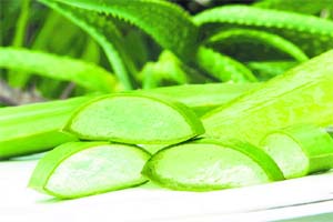 Aloe vera activates hair growth and stimulates growth of existing hair