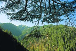 A view of the forests at the GHNP