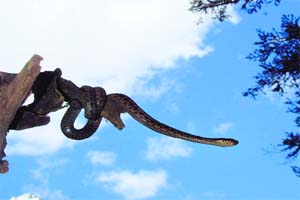 The lazy but deadly pit viper