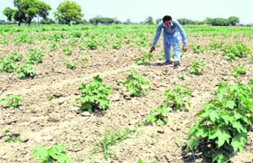 A view of a cotton field affected due to poor monsoon and heat near Bathinda on Saturday