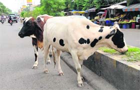 Stray cattle graze on the road divider leading to Gopal Nagar