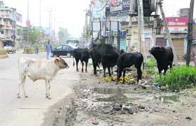 Stray cattle feed on the garbage at a roadside in Amritsar