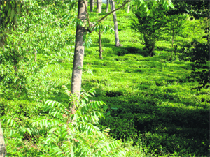 Unplucked green tea leaves seen in a tea garden near Palampur.