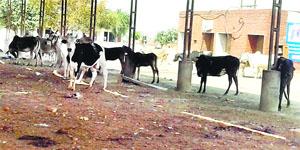 A herd of stray cattle at Grain Market in Jagraon.