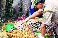 Forest officials rescue a leopardess from the golf course at the Indian Military Academy in Dehradun on Sunday