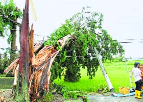 Typhoon Halong batters Japan::A tree and a power pole damaged by strong winds caused by Typhoon Halong in Minobu town, Japan, on Sunday
