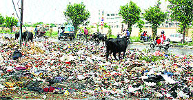 Cows feed on the huge garbage dump in front of the Punjab Institute of Medical Sciences in Jalandhar on Monday.