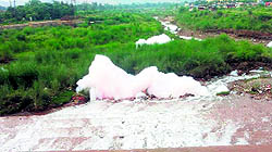 Froth floats on the Ratta river in Baddi