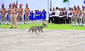 A dog plays spoilsport during the Independence Day function at the Prade Ground in Sector 17, Chandigarh.
