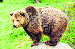 Rs 50 lakh will be spent on the conservation and breeding programme for brown bear