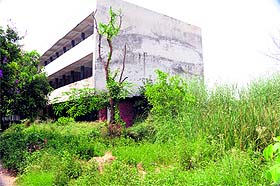 The unattended wild growth at Employees State Insurance Hospital, Majitha road, Amritsar.
