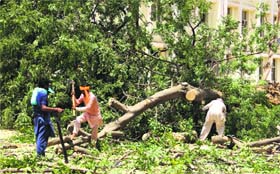 Workers axe the trees at the District Courts Complex in Bathinda on Wednesday