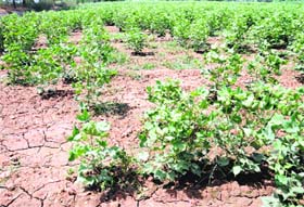 A view of a cotton field at Bhagi Bandar village in Bathinda