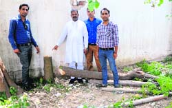 Residents show an axed tree; and (below) the spot where the production of paver blocks is being carried out on the premises of the civil dispensary in Dadu Majra on Wednesday. Tribune Photo: S Chandan