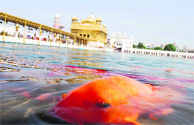A fish swims in the holy sarovar of the Golden Temple in Amritsar on Thursday