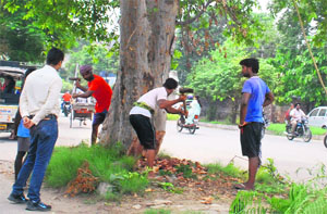 A fully grown tree being chopped at Court Road area in Amritsar