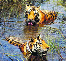 Biologists fear an increase in human-wildlife conflict if measures are not taken to deal with excessive population of tigers.