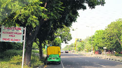 Wild growth alongside the road on the Sector 45/46/49/50 intersection in Chandigarh. A Tribune photograph