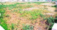 A view of vacant land for multi-purpose sports stadium in Amritsar. photo: vishal kumar
