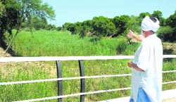 A farmer shows the wild growth in the Chand Bhan drain in Bhullar village. Tribune photo