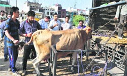 A stray cow being loaded on to a vehicle at Kajheri village in 