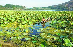 Amid lotus leaves: A man rows his boat at Mansbal Lake, 40 kilometres from Srinagar