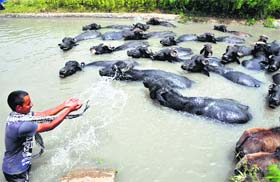 Beating the heat: A youth takes a dip along with his cattle in a canal in the Bishnah area of Jammu