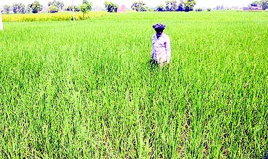 A farmer takes stock of his paddy crop near Amritsar on Tuesday. 