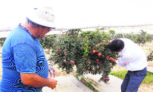 Itzhak Kosto, an Israeli expert, looks at a pomegranate-laden tree in Sirsa