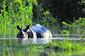 A rhinoceros wades through flood waters at Pobitora wildlife sanctuary in Assam on Wednesday