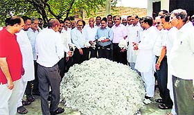 Traders buy cotton in Abohar on Wednesday.