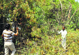 Power Development Department employees cut branches in Jammu.