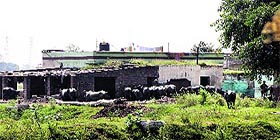 an illegally run dairy near the Surya Enclave in Jalandhar.