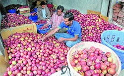 Farmers sort apples at their orchard at Matiyana near Shimla on Monday