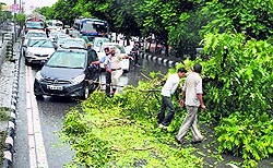 A policeman tries to get the road cleared for the traffic after a tree was uprooted on the Ferozepur Road in Ludhiana