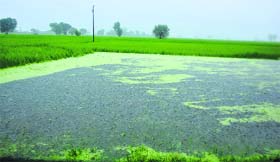 Paddy farmers of border villages in RS Pura happy as their farms get irrigated.