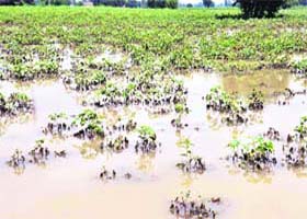 Rain damage: The cotton crop damaged due to heavy rain in a field on the outskirts of Bathinda on Saturday