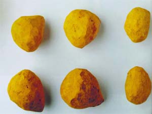 Indian yellow pigments nuggets marketed by Winsor & Newton