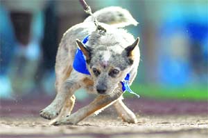 A dog walks around the warning track as it takes part in the Dodgers annual "Pups in the Park" during the game between the New York Mets and the Los Angeles Dodgers at Dodger Stadium in Los Angeles, California