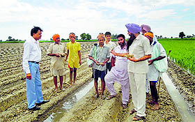 Sugarcane being planted at a government seed farm in Raonta village in Moga district